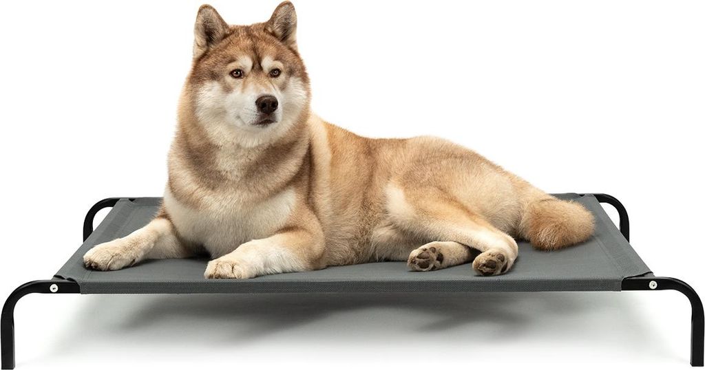 A dog is lying on a raised pet bed against a white background.