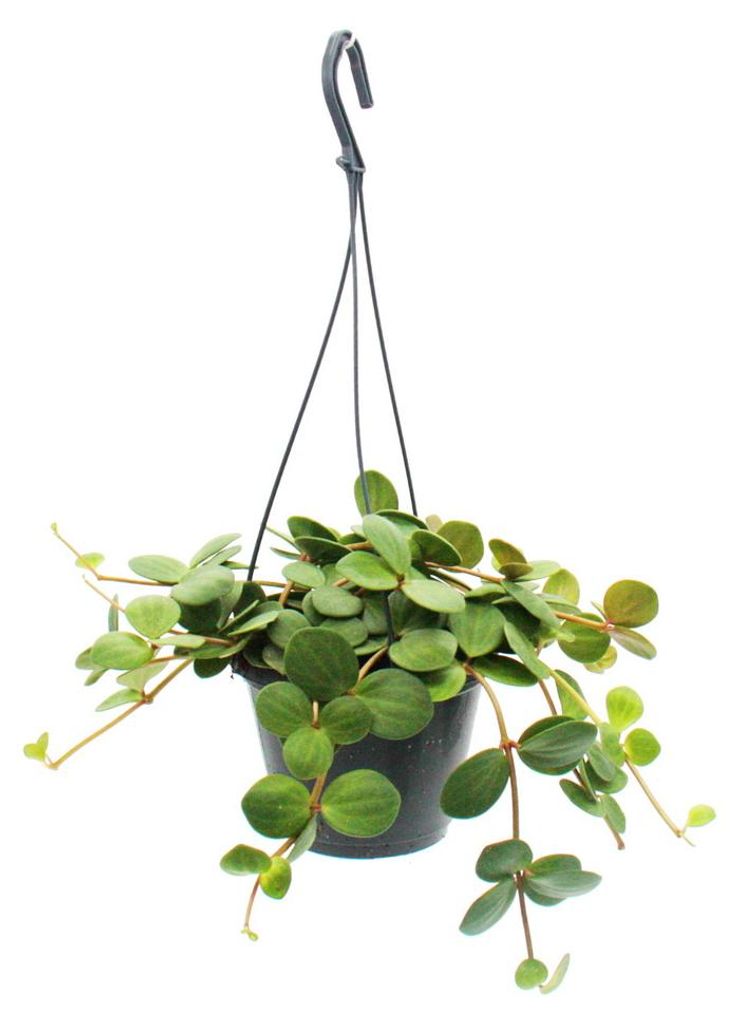 Závěsná pokojová rostlina - Peperomia tetraphylla - závěsný Obrázek produktu 