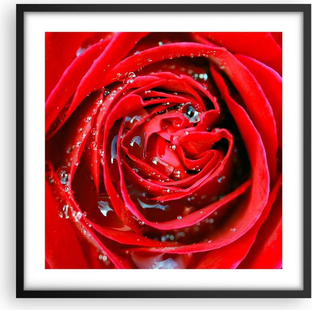 Gerahmtes Poster - Schwarzer Rahmen - Rose Blume Blütenblätter Tau - 50x50 cm - Wand Bild - Wanddeko - Wandbilder - Wandposter - Bilderrahmen - B...