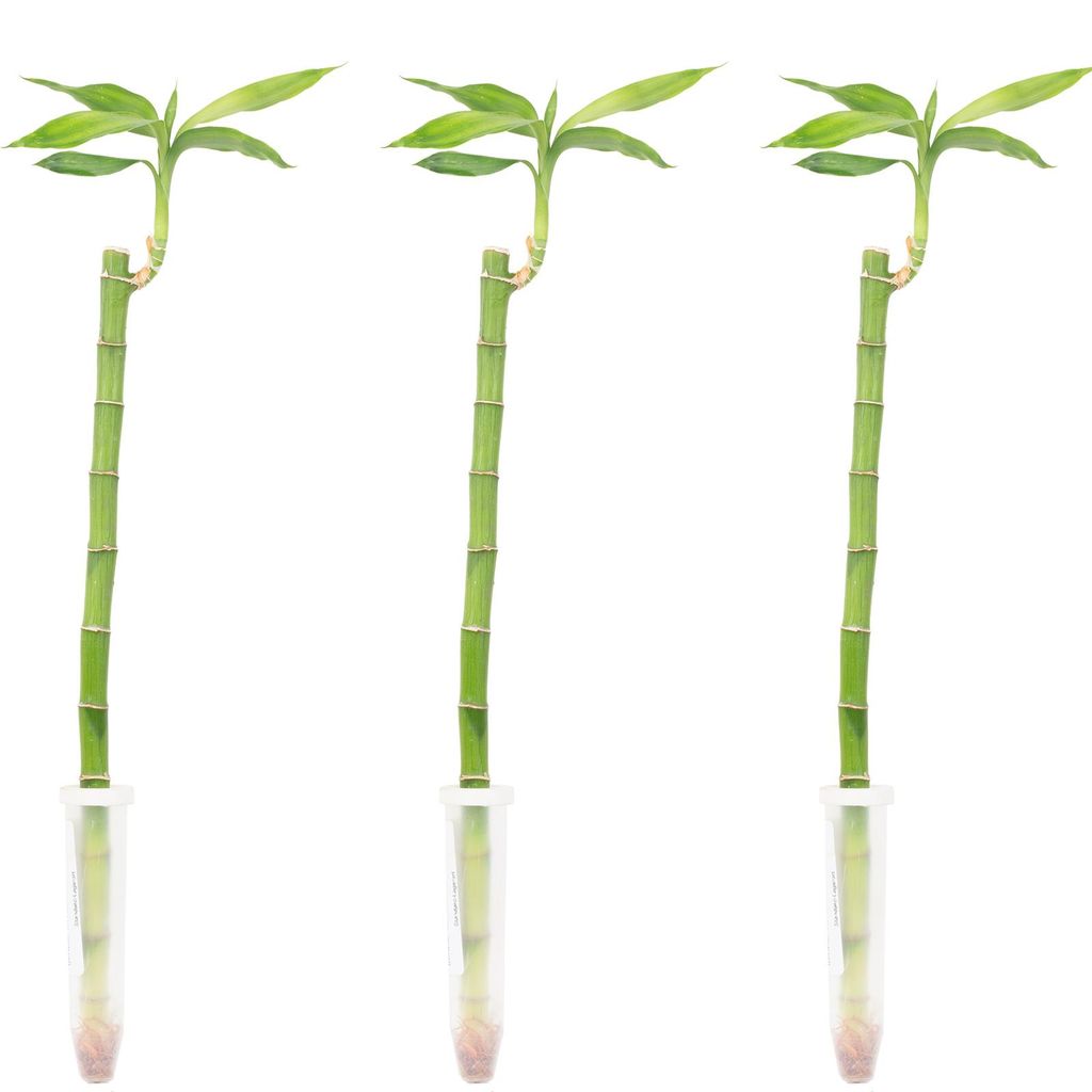 3er-Set Glücksbambus gerade- Höhe ca. 50 cm, Topf-Ø 5 cm - Produktbild 