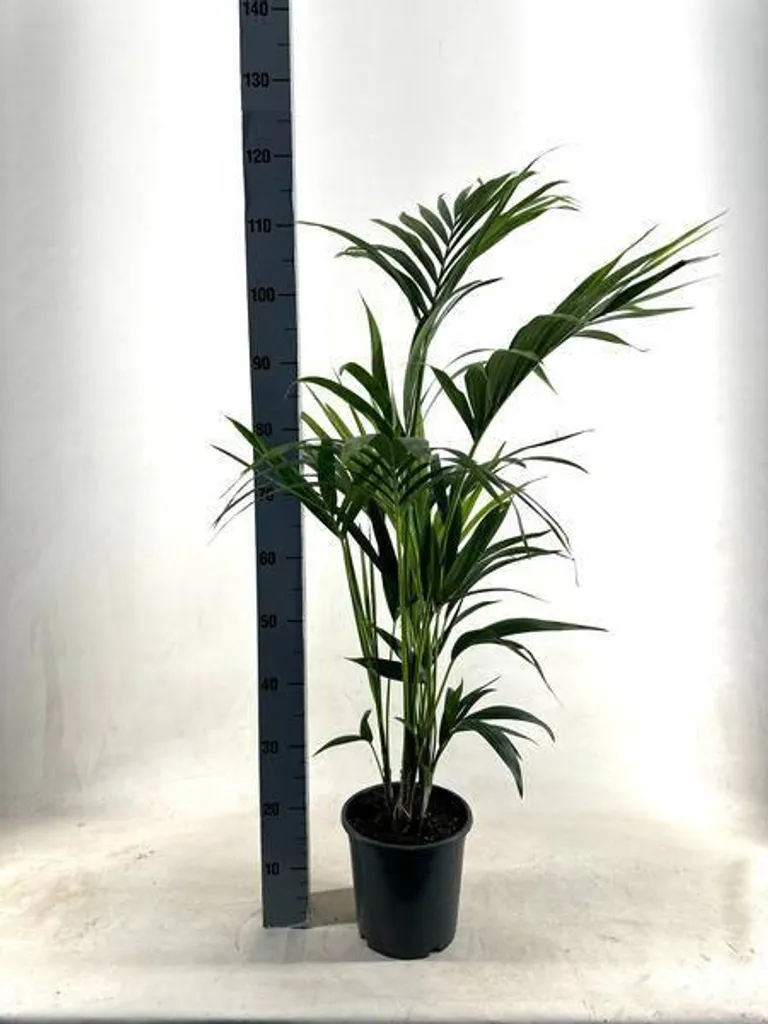 Palmier Kentia Howea Forsteriana Ø21cm h110cm plante salon