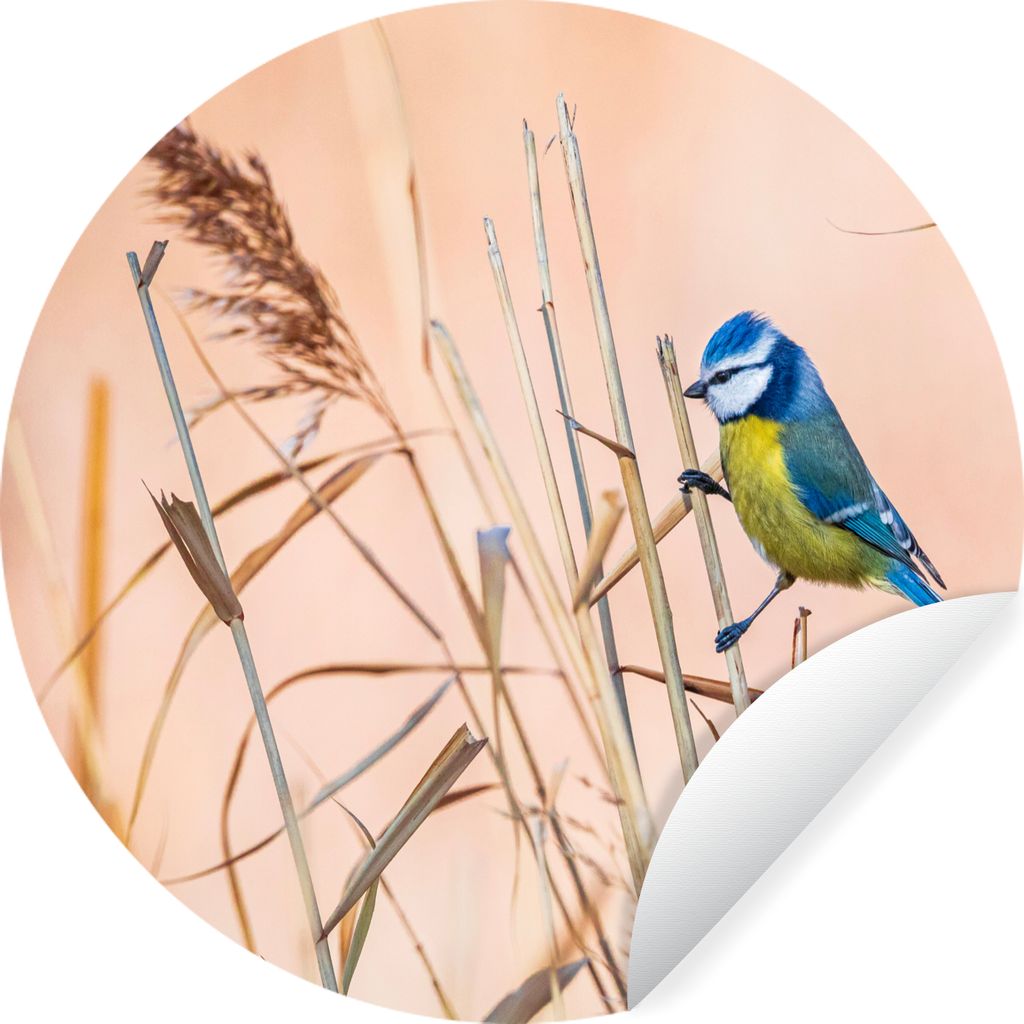 MuchoWow Runde Wandtattoo - Wandsticker Tapete Aufkleber Vogel - Blaumeise - Schilf Ø 50 cm Selbstklebend und Repositionierbar - Wandaufkleber -...