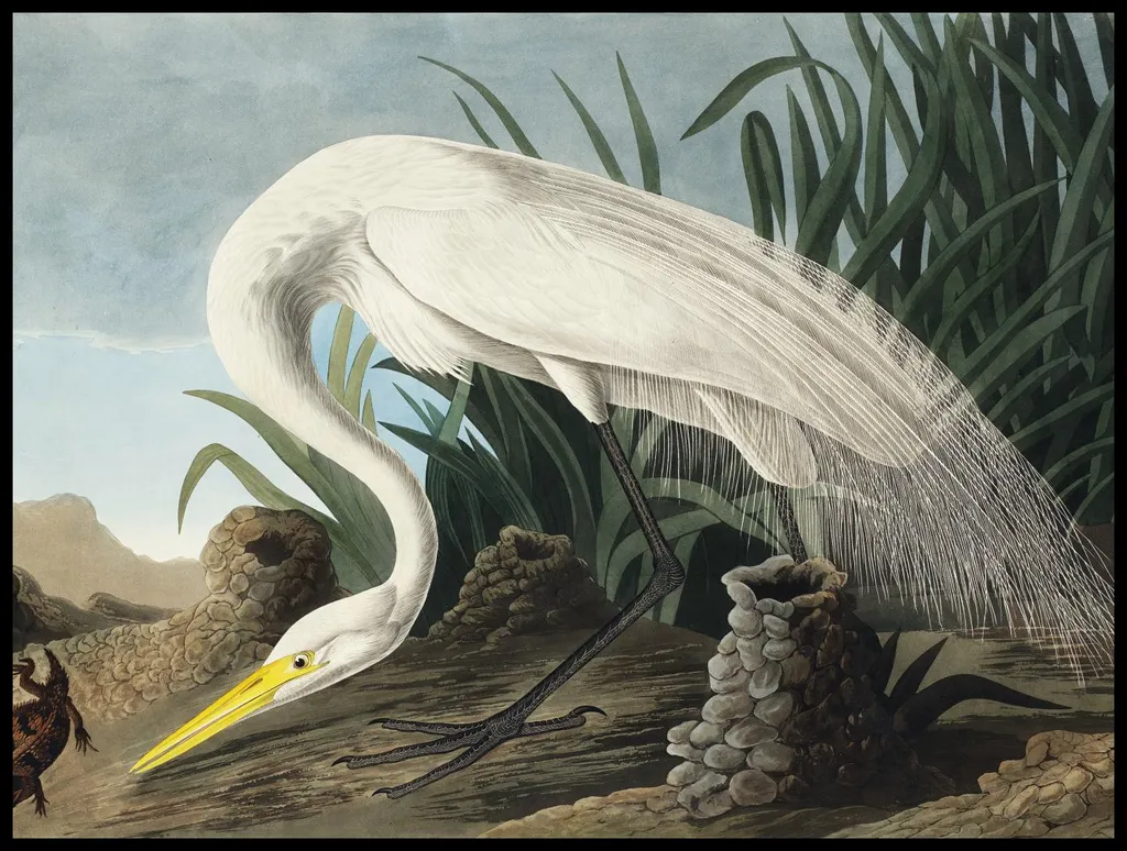 Habiller un Grand Mur Vide : Affiche Aigrette blanche Audubon 100x75