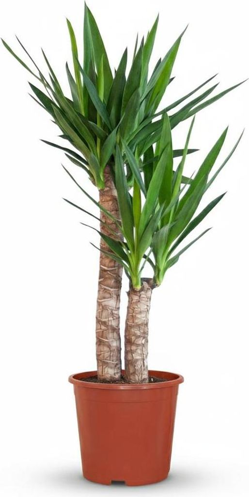 Green boutiQ - Kamerplant - Yucca (Palmlelie) - Yucca Image du produit 
