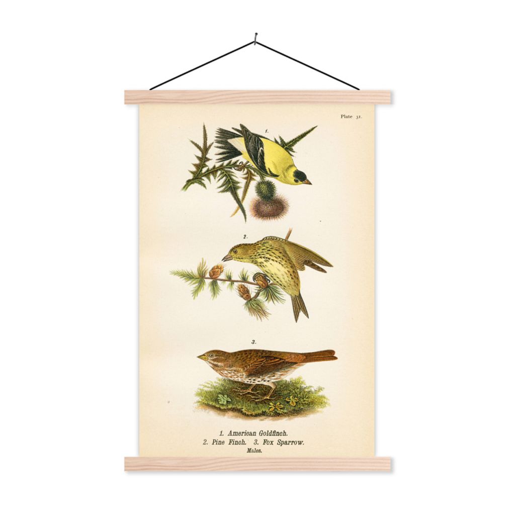 MuchoWow Textilposter Antiker Vogeldruck 120x180 cm mit holzfarbenen Rahmen - Textil-Plakat