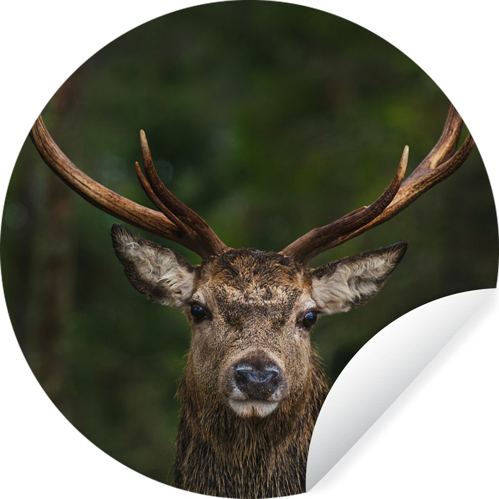 MuchoWow Runde Wandtattoo - Wandsticker Tapete Aufkleber Hirsch - Geweih - Natur Ø 50 cm Selbstklebend und Repositionierbar - Wandaufkleber - Kr...