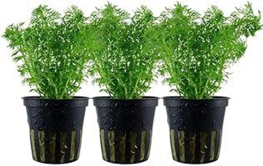 AquaOne Aquarium Pflanze 3 Stück Limnophila sessiliflora I Mittelgrund Wasserpflanze Aquariumpflanze Rosette einfach Aquascaping Dekoration