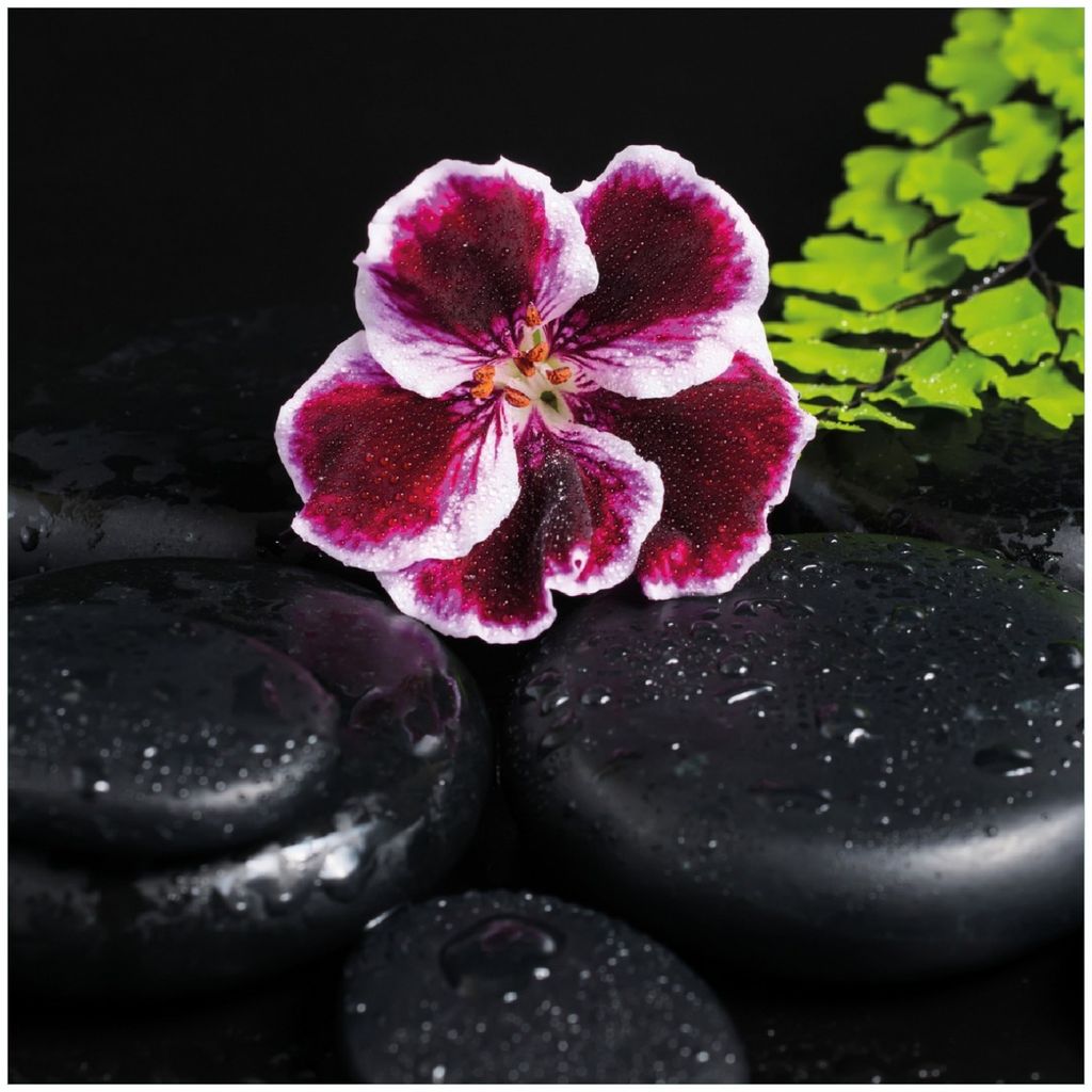 Wallario Premium Glasbild, freischwebende Optik, kräftige Farben, Größe 30 x 30 cm Motiv Geranienblüte auf schwarzen Steinen, benetzt mit Wasse...