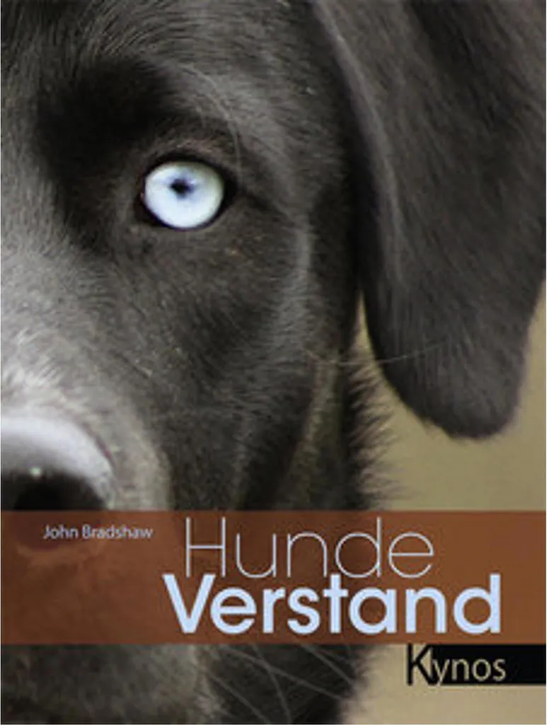 Hundeverstand Solution aux Troubles du Comportement de votre Chien Actif