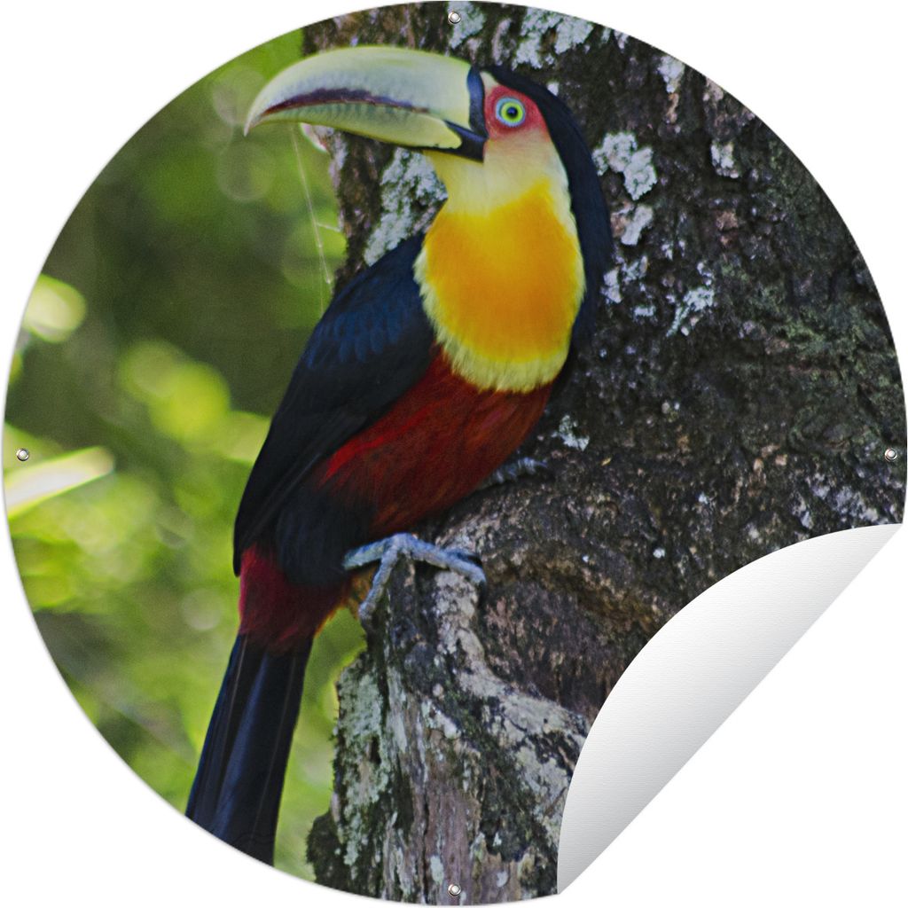 MuchoWow Gartenposter Outdoor-Poster Rund Schöner Tukan schaut von einem Baum aus nach links Ø 150 cm Gartendeko Rundes Poster draußen