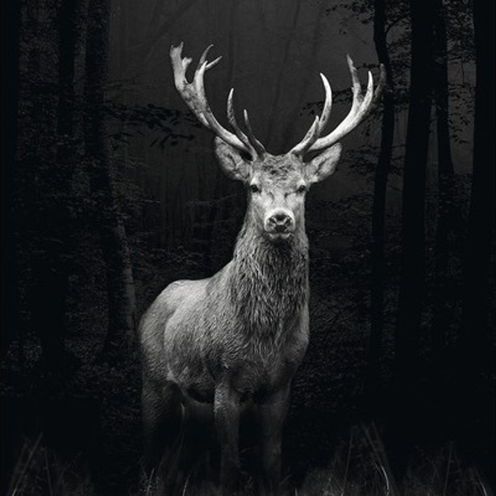 Glasbild Grey Deer Head 30x30 cm