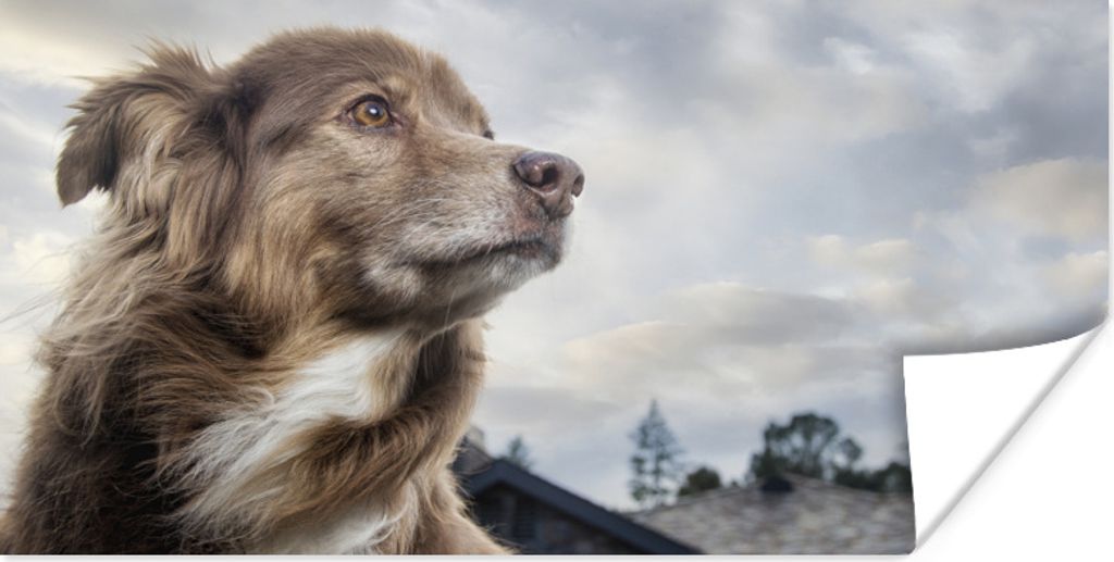 MuchoWow Poster Starrender Hund 80x40 cm - Wanddeko