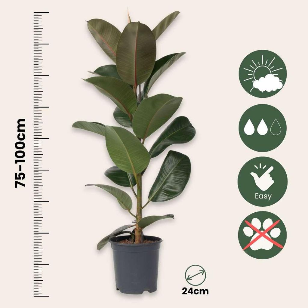 Gummibaum - Ficus Elastica 'Robusta' - Hhe 75-100cm - 24cm