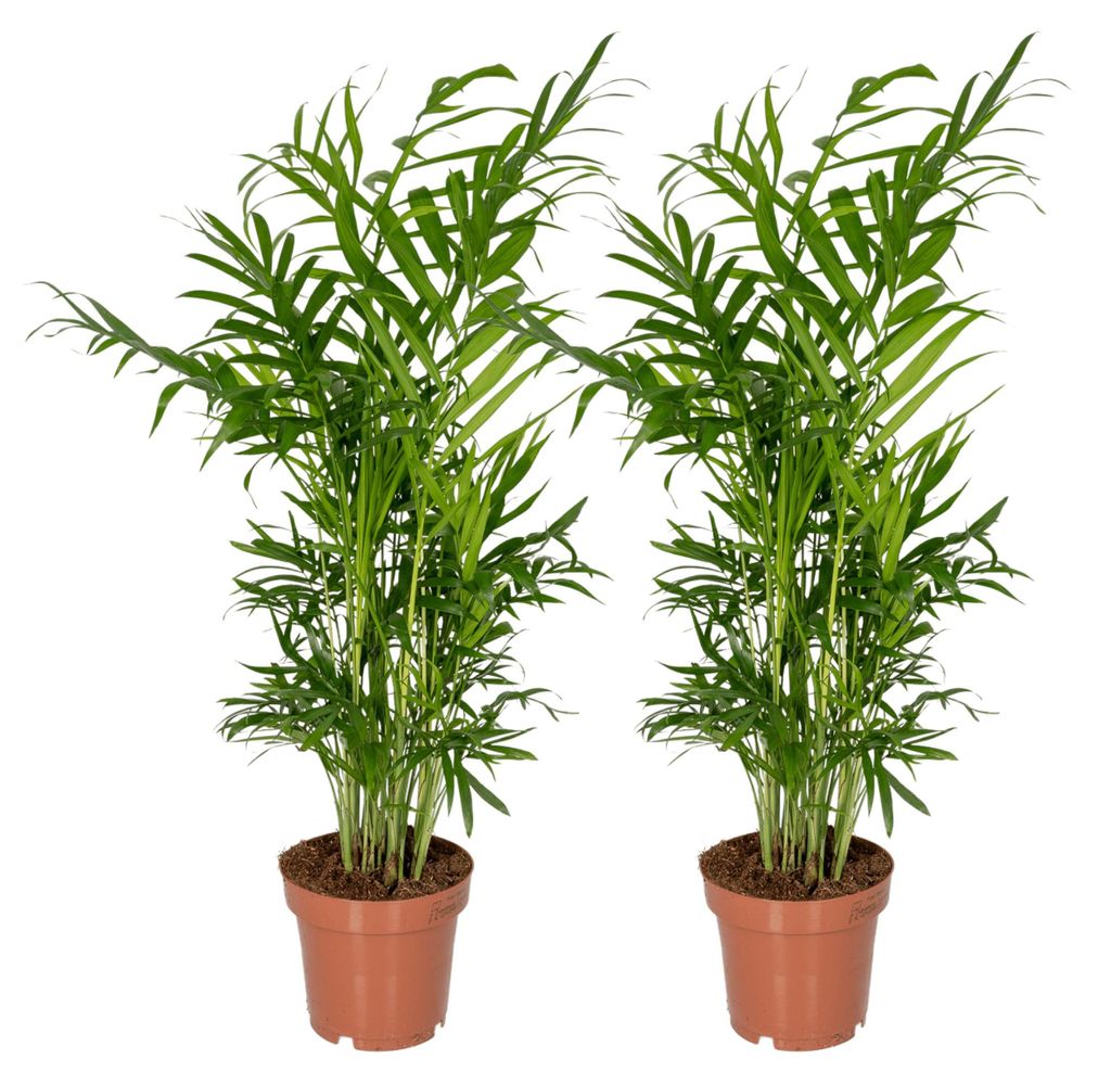 Chamaedorea Elegans - Mexikanische Bergpalme | 2 Stück - 30-40cm - Ø12cm - Zimmerpflanze - Immergrün - Multideal