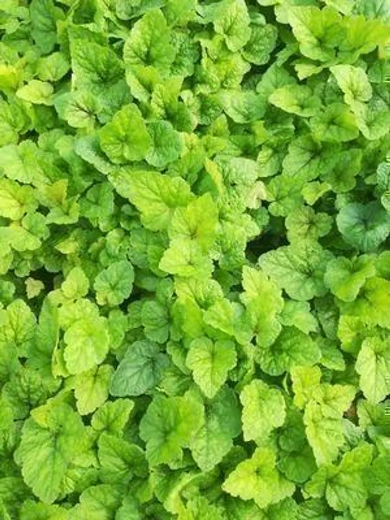 Tiarella Tiger Stripe à feuillage marbré - 6 vivaces Fleur de mousse