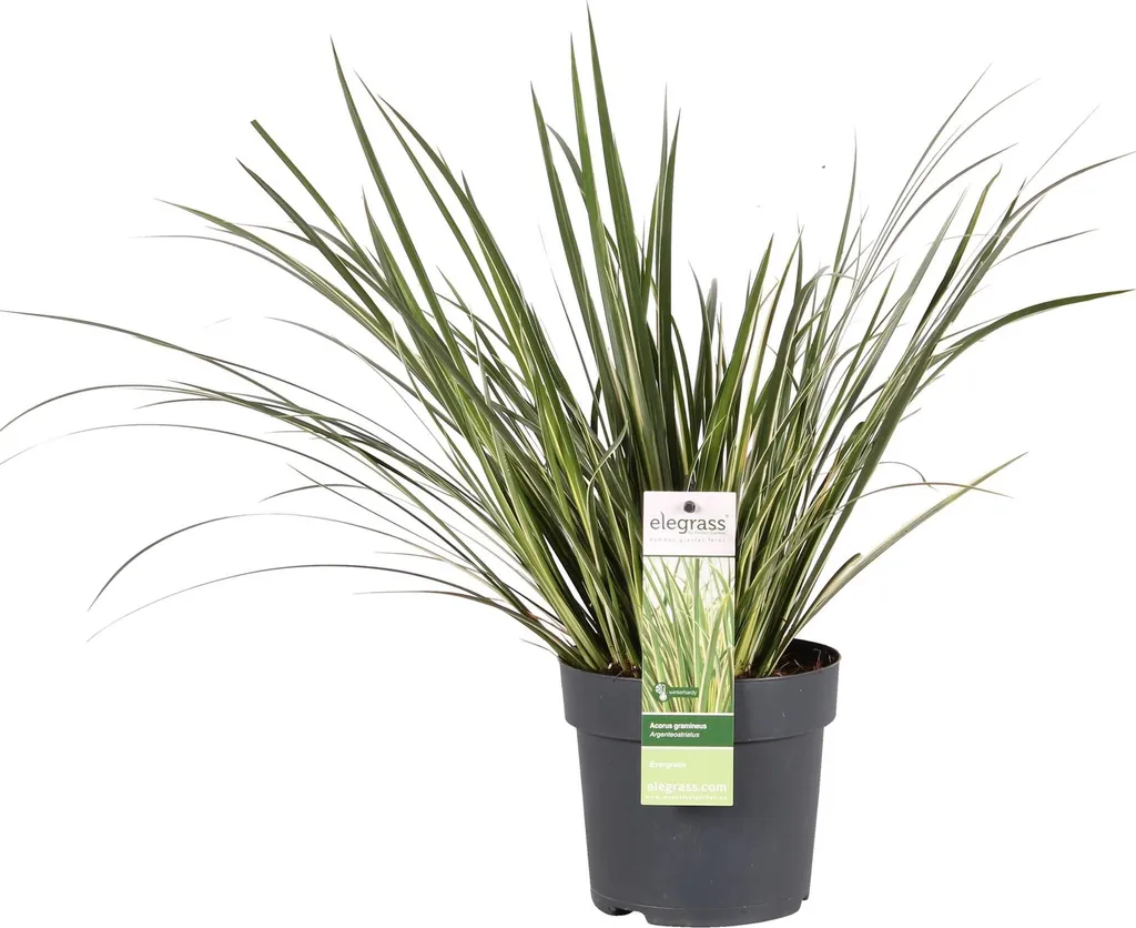 Plante de bassin Acorus Argenteostriatus 30cm - Graminée persistante 14cm