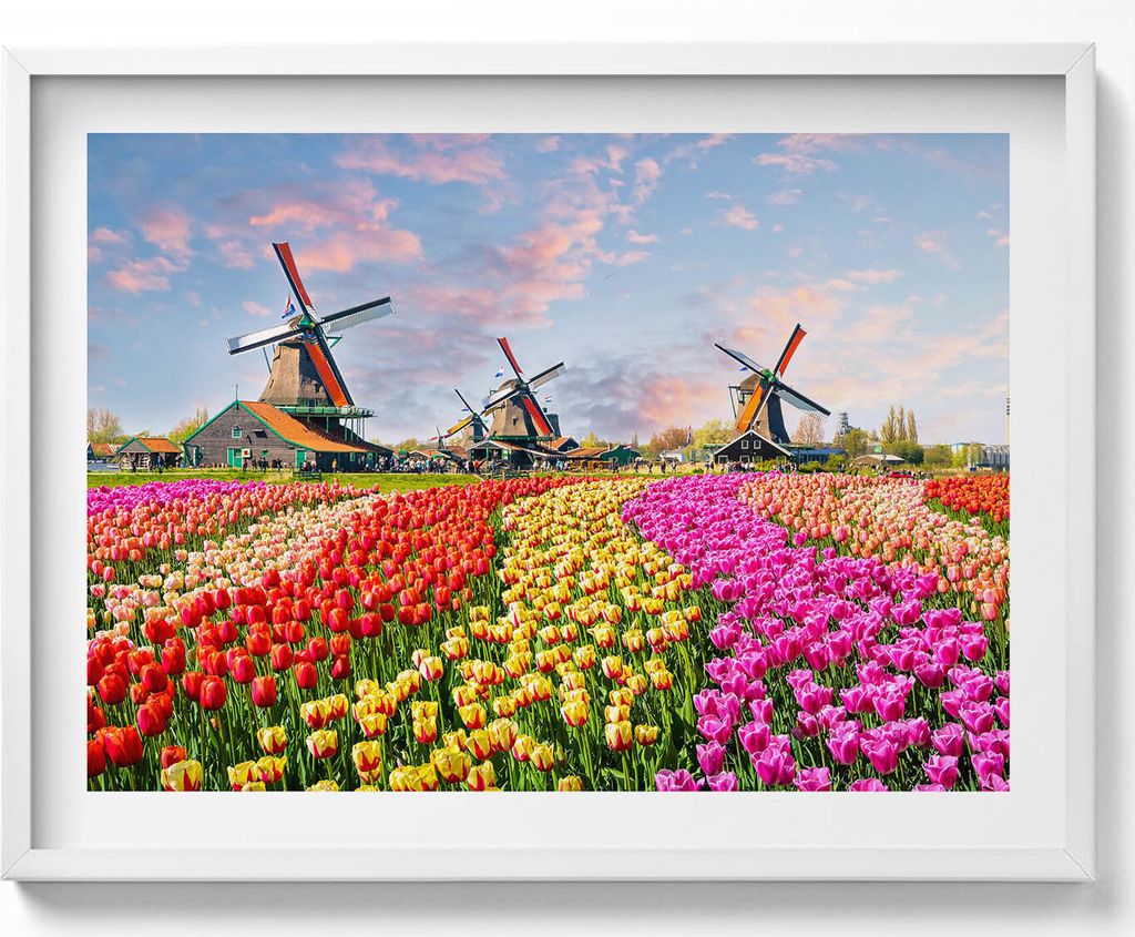 Landschaft mit Tulpen Niederlande– Wandbild mit Rahmen – Gerahmtes Bild – Wanddekoration – 80x60 cm – Weiß Rahmen