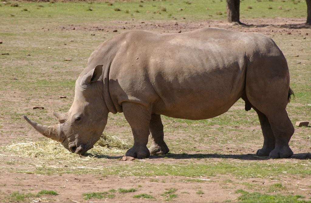 hansepuzzle 80130 - Nashorn Puzzle, 500 Teile, Natur, 46,0 x 30,0cm mit hochwertiger Aufbewahrung, Kartonbox und wiederverschließbarem Beutel