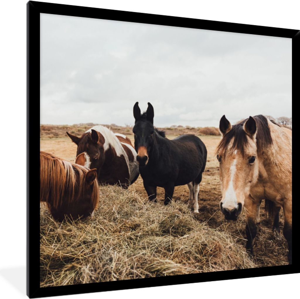 MuchoWow Gerahmtes Poster Tiere - Pferd 40x40 cm - Poster mit Schwarzem Bilderrahmen Wandposter Rahmen Foto Bilder - Mit Rahmen - Wanddekoration ...