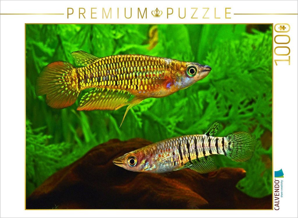 CALVENDO Puzzle Aplocheilus lineatus, INDIEN | 1000 Teile Lege-Größe 64x48cm Foto-Puzzle für glückliche Stunden