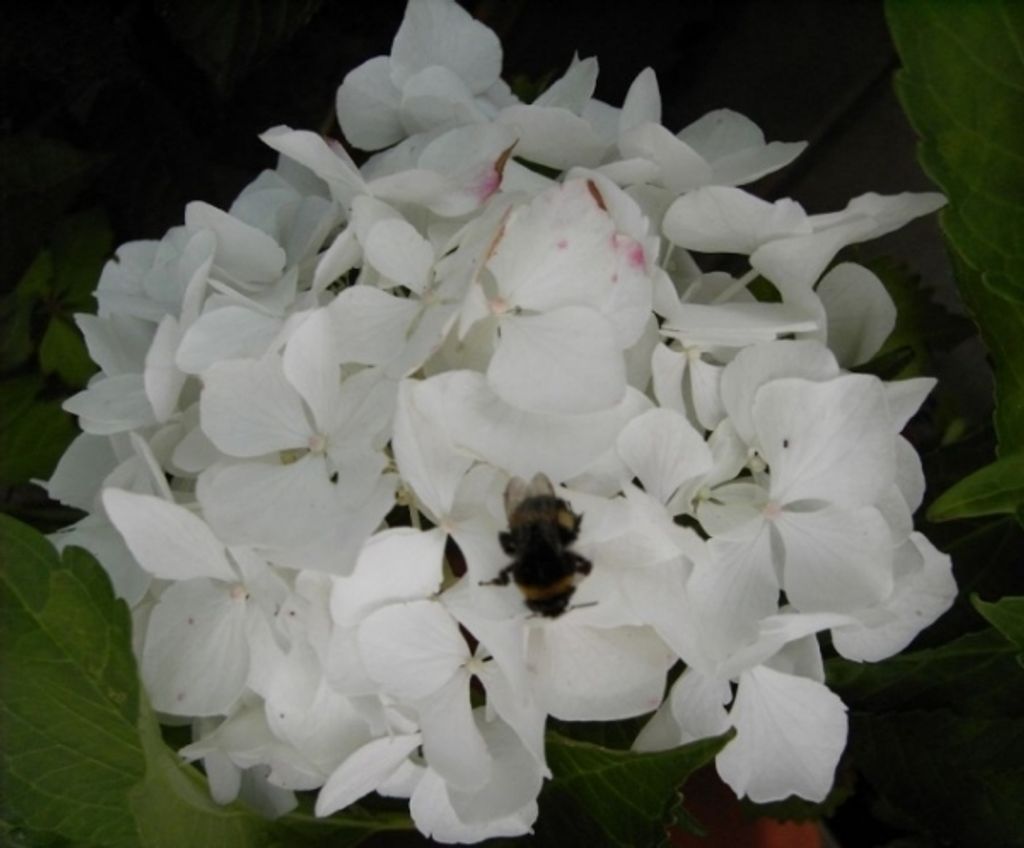 Bauernhortensie Soeur Therese - Ballhortensie - Hydrangea macrophylla Soeur Therese