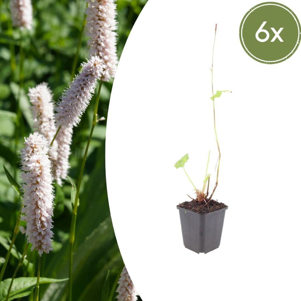 Persicaria bistorta 'Superba' | 6 Stück - 10-25cm - Ø9cm - Produktbild 