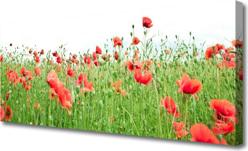 Tulup Leinwand-Bilder 125x50 Wandbild Canvas Kunstdruck Mohnblumen Natur