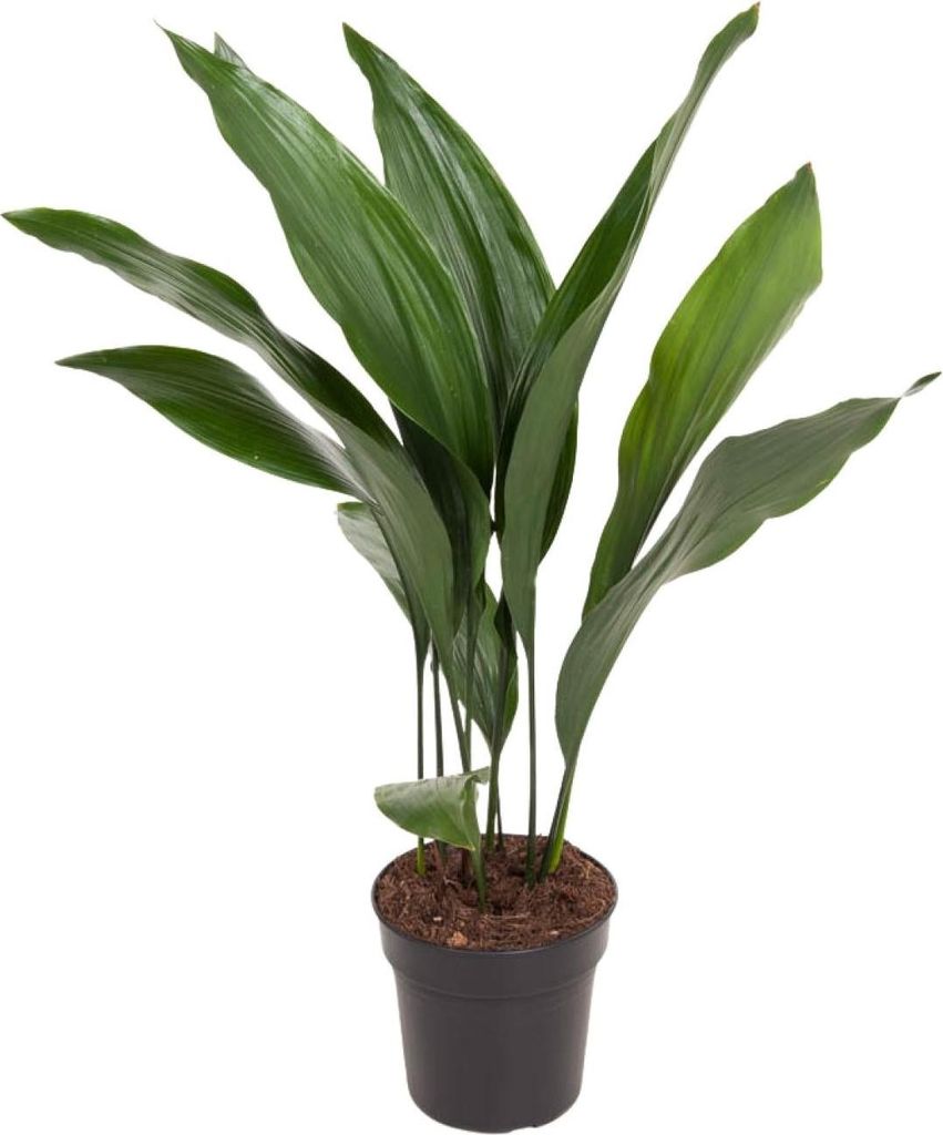 Aspidistra Elatior Zimmerpflanze Die Bar Ø17cm 70cm Pflegeleichte Schusterpalme