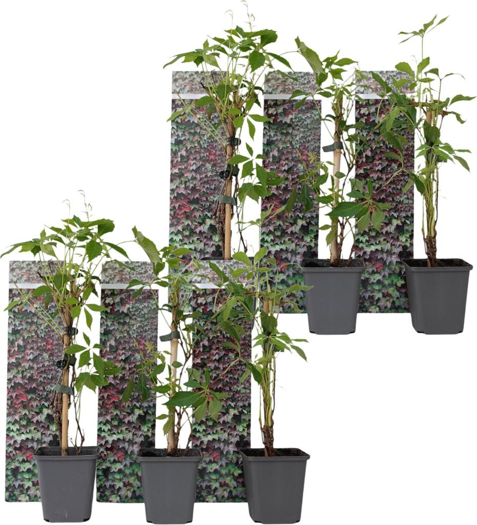 Wilder Wein - 6 Stk - Parthenocissus quinquefolia - Höhe 25-40cm - 9cm