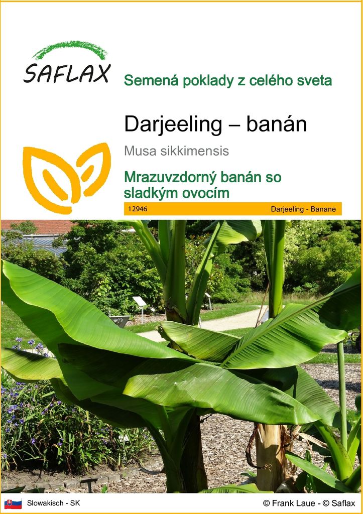 SAFLAX - Darjeeling – banán - Musa sikkimensis - 5 Semená Obrázok produktu 