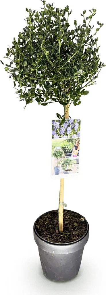 Ceanothus impressus Victoria Ø19cm H90cm - Céanote persistante violette