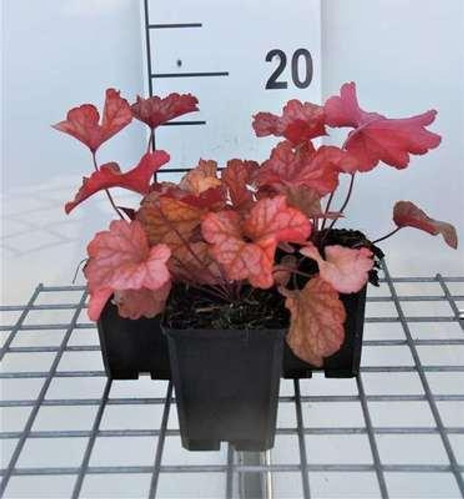 6 x  Heuchera hybr. 'Paprika' - Purpurglöckchen - Topf 9 x Produktbild 