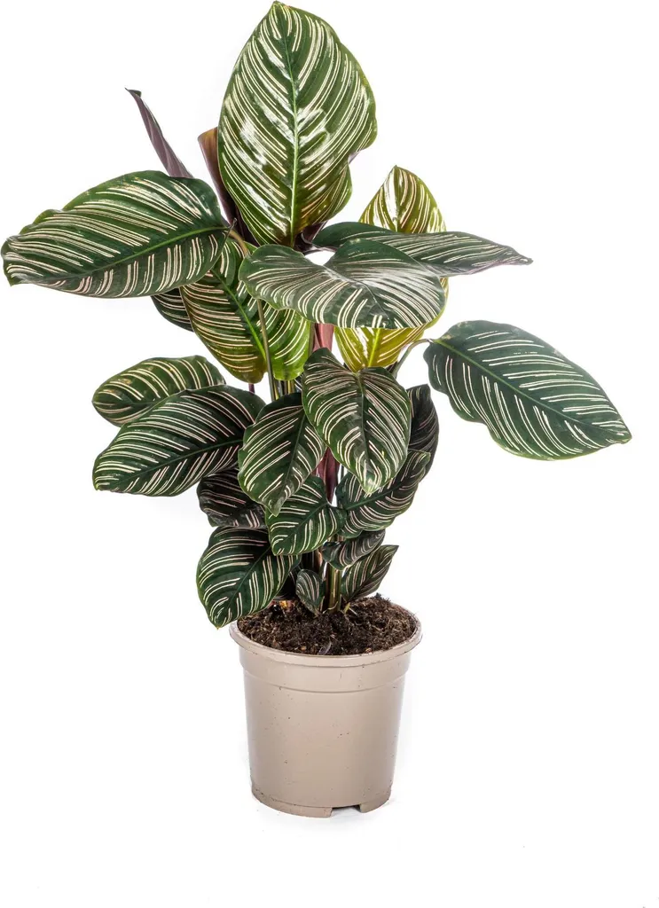 Calathea Ornata Sanderiana - Plante Ombre Facile - Rayures Roses