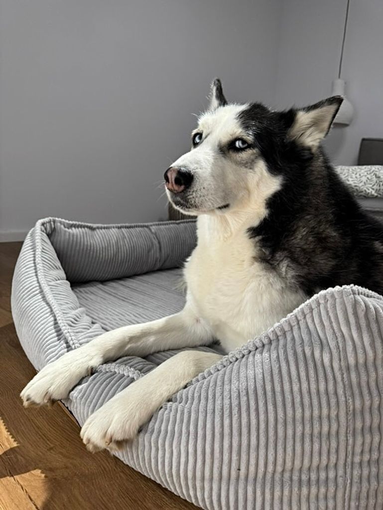 kaltgepresstes hundefutter getreidefrei Rind mit Skartoffel und Amaranth - Kaltgepresst