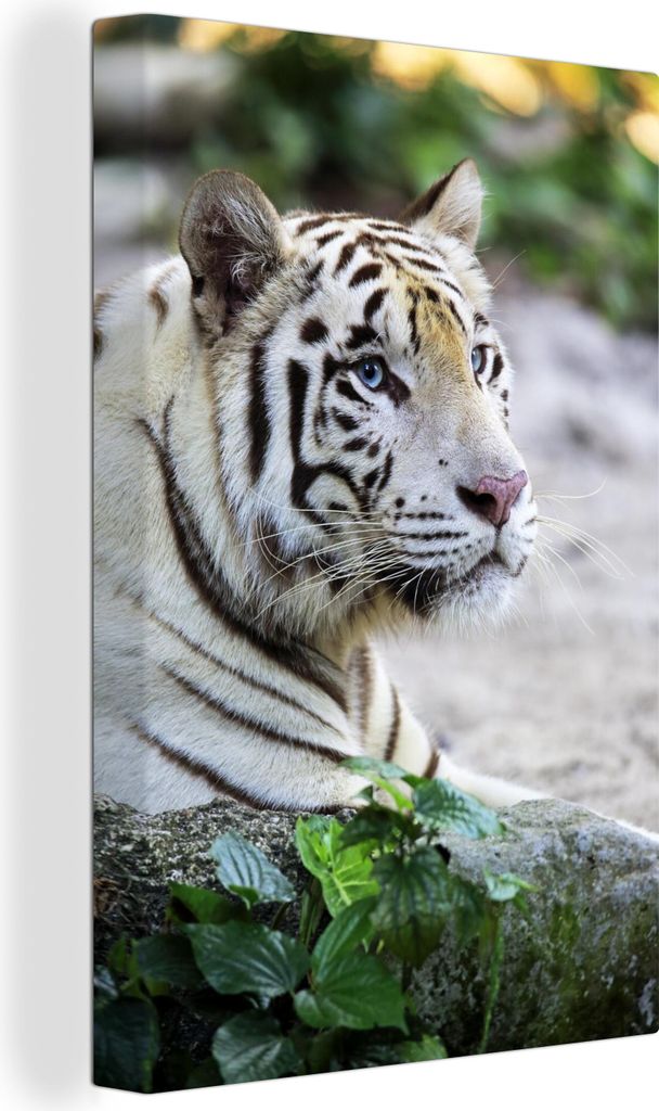 OneMillionCanvasses - Leinwandbilder - 90x140 cm, Tiger - Weiß - Sand, Wandbilder Kunstdruck Wanddekoration - Wandschmucke - Schlafzimmer