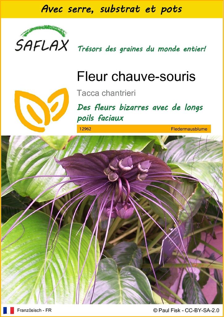 SAFLAX Ensemble de culture - Fleur chauve-souris - 10 Image du produit 