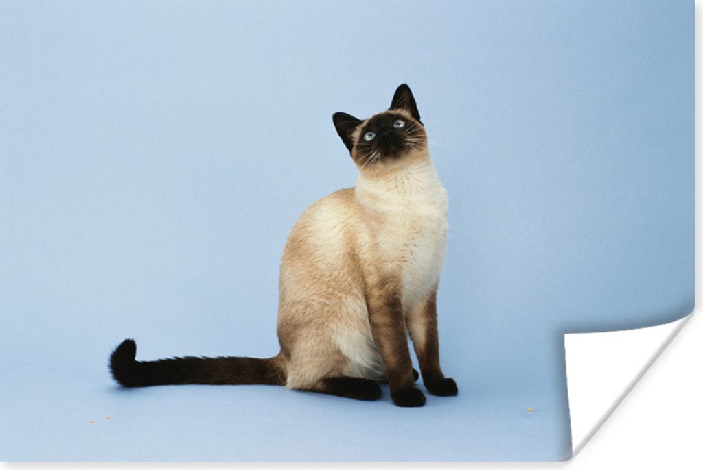MuchoWow Poster Eine Siamkatze in einem blauen Atelier 90x60 cm - Schlafzimmer