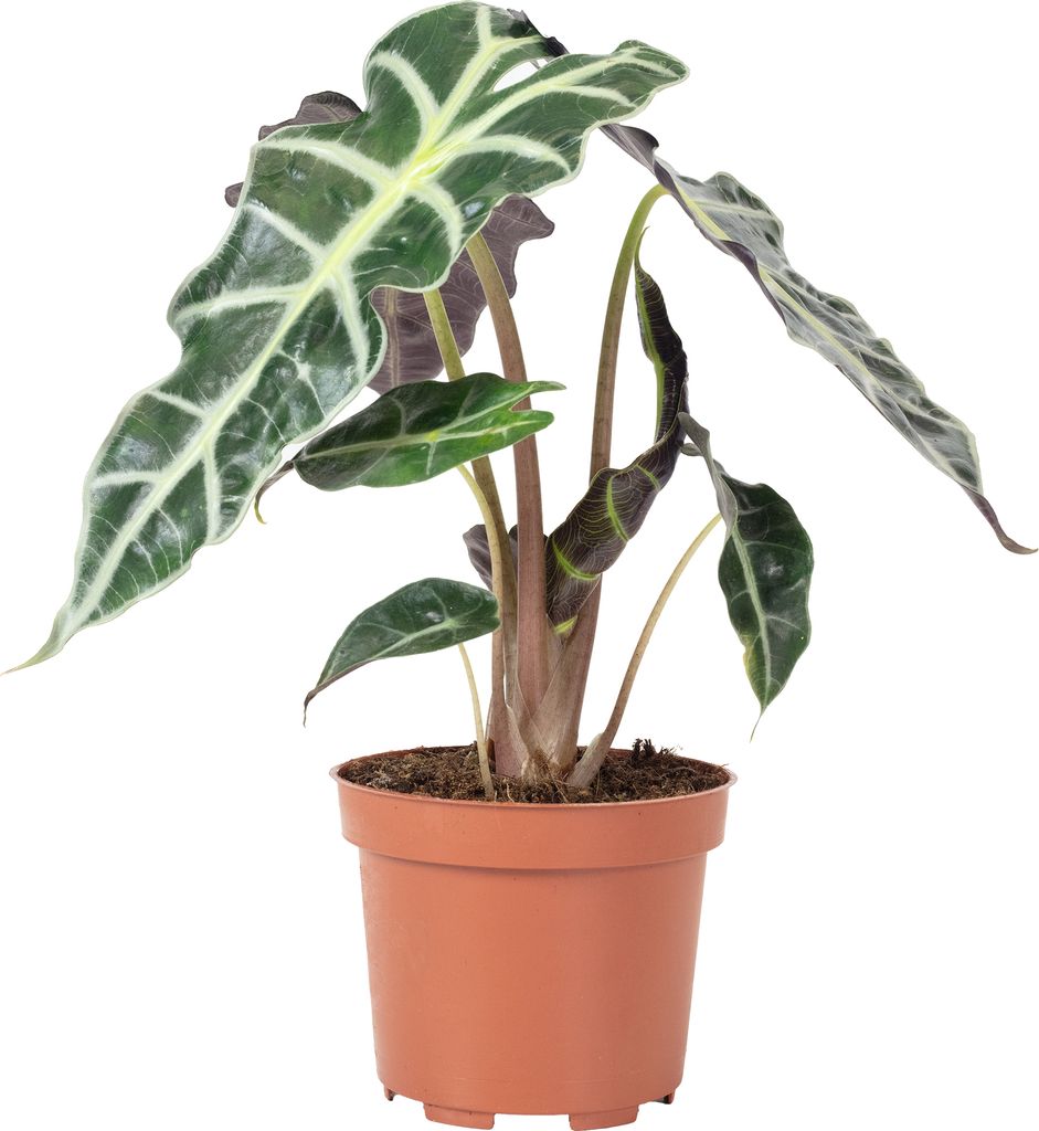 Pfeilblatt - Alocasia 'Polly' - Höhe ca. 25 cm, Topf-Ø 12 cm