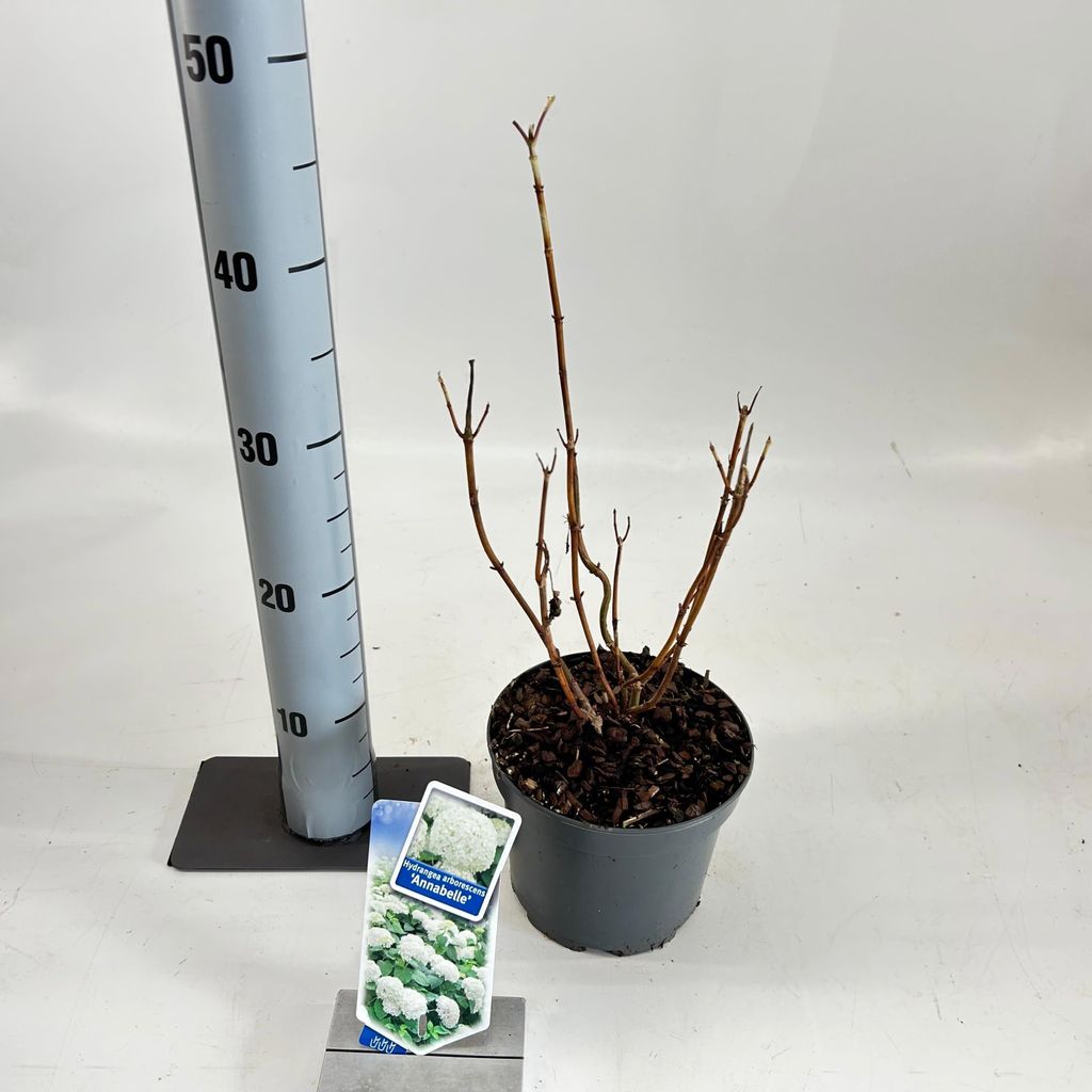 Hydrangea arb. ‘Annabelle’ - Hortensie | 25-30 cm im Topf
