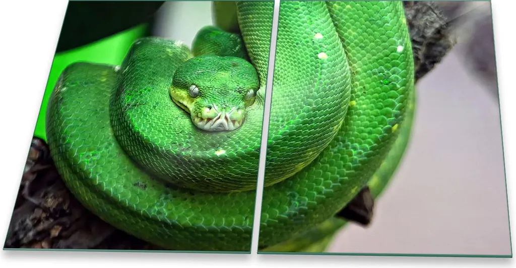 Piastra Copri Fornelli Induzione 2x 40x52 Animali Green | Vetro Sicurezza