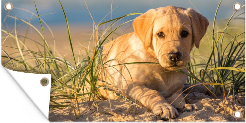 MuchoWow 60x30 cm Outdoor-Poster Gartendeko Sichtschutz Garten Poster für den Garten Labrador Retriever Welpe auf den Sanddünen liegend