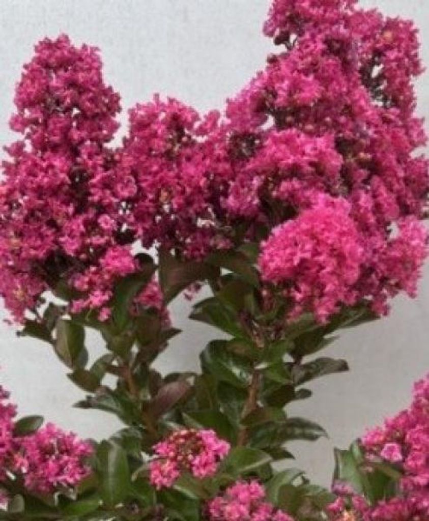 Lagerstroemia indica Purple Star ® - Chinesische Produktbild 