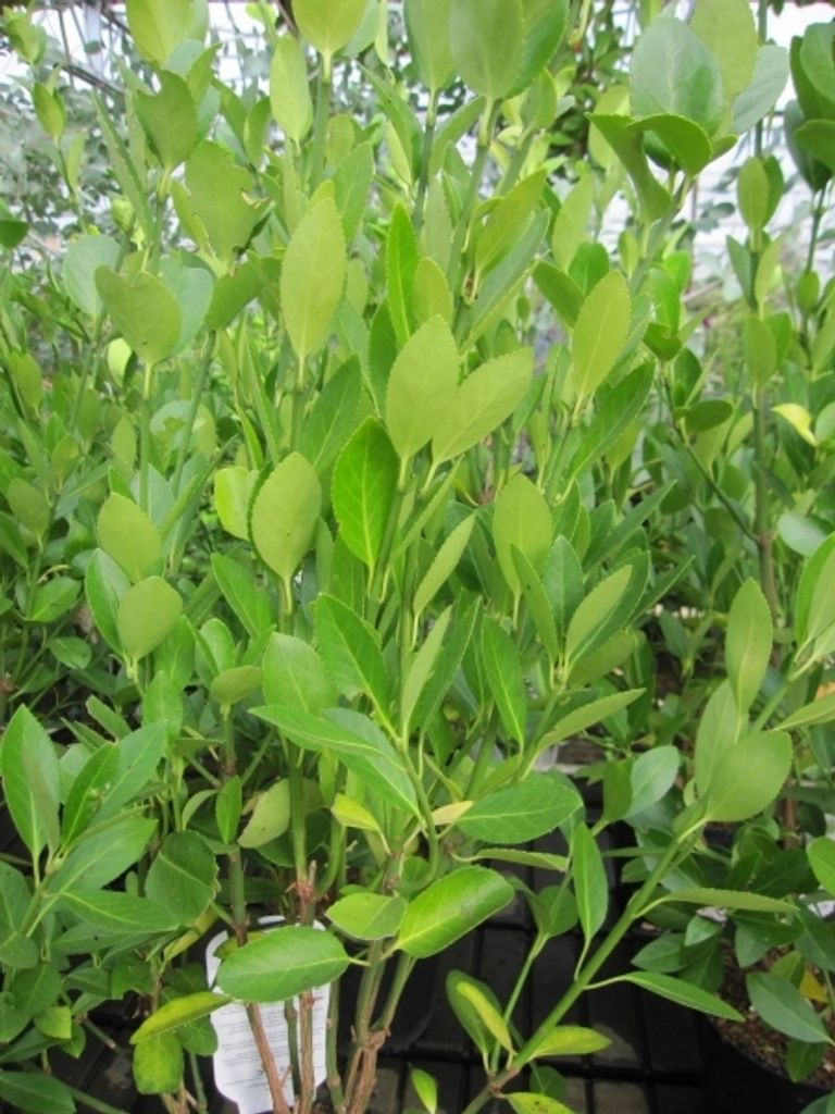 Euonymus japonicus Green Millennium - Japanischer Spindelstrauch 30-40