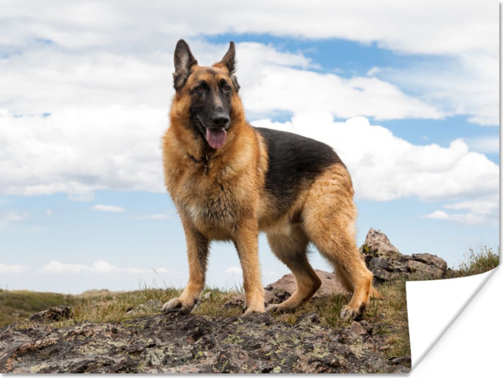 MuchoWow Poster Deutscher Schäferhund auf einem Berg 120x90 cm - Wandbild
