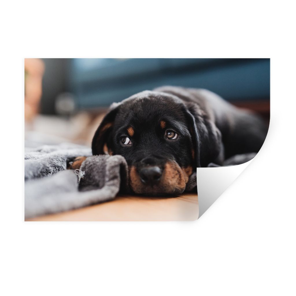 MuchoWow Wandtattoo Wandsticker Wandaufkleber Niedlicher Rottweiler-Welpe liegt auf dem Boden 90x60 cm Selbstklebend und Repositionierbar - Aufkl...