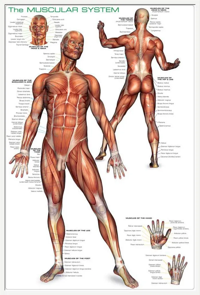 Affiche Système Musculaire Humain Shinsuke Maxi Cadre Blanc 61x91,5 cm
