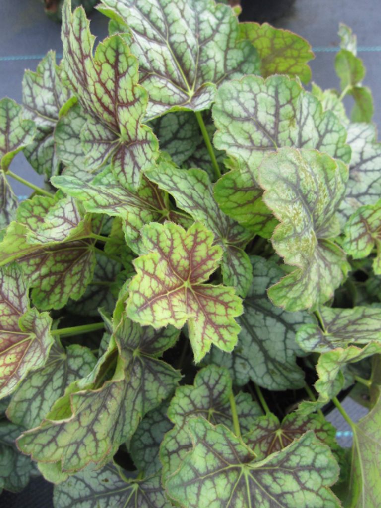 Heuchera americana Green Spice - Purpurglöckchen Green Spice - Blattschmuckpflanze