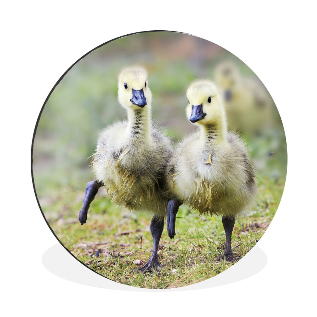 MuchoWow Aluminium Wandkreis Gans - Küken - Gras Ø 90 cm Wanddeko Modern Wohnzimmer - Mauerkreis - Wandbilder - Runde Bild - Bild aus Aluminium...