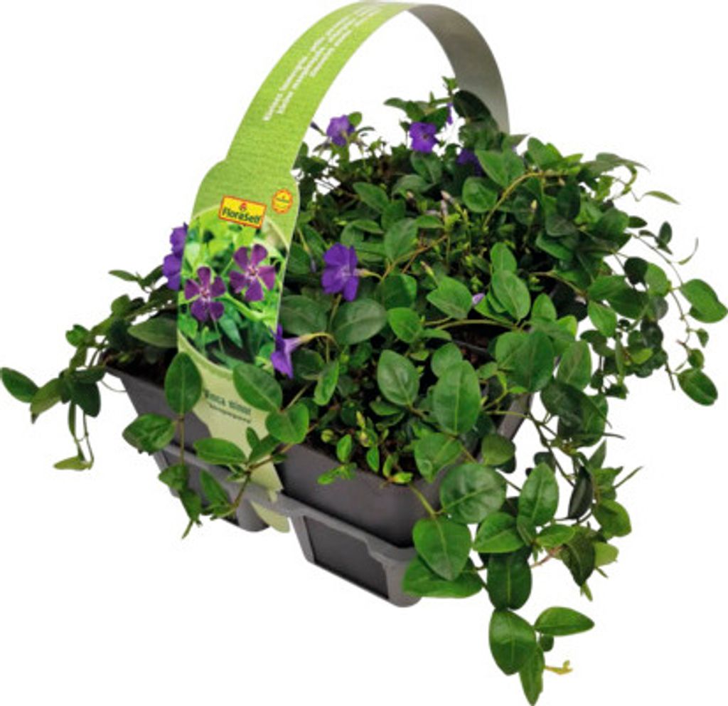 Barvínek menší FloraSelf Vinca minor 'Atropurpurea' balení Obrázek produktu 