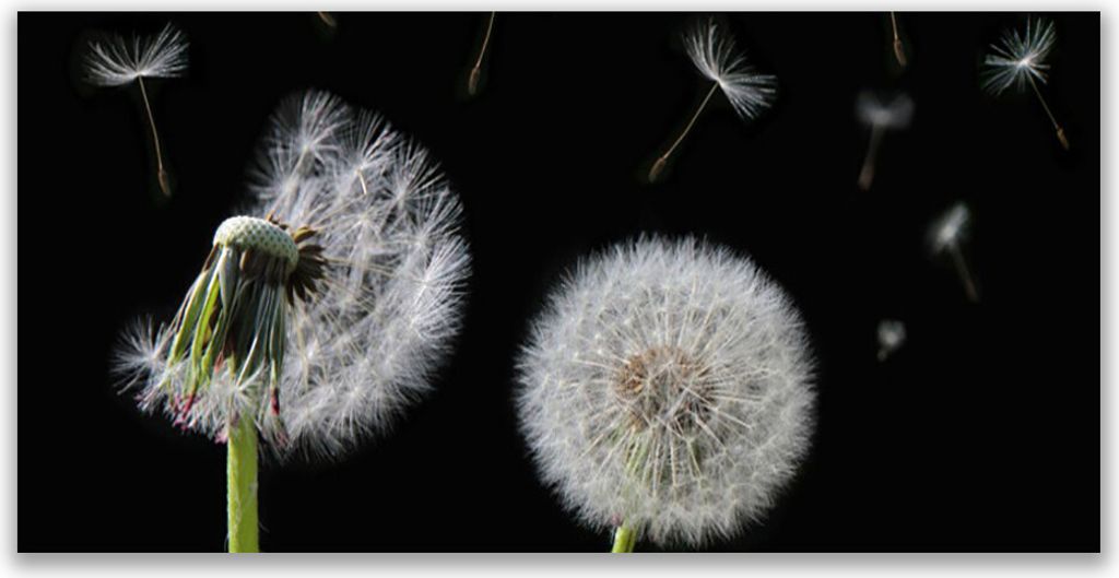 Tulup Leinwand-Bilder 140x70 Wandbild Canvas Kunstdruck Pusteblume Pflanzen